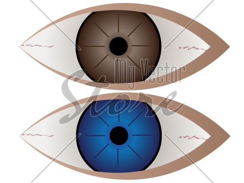 vector Brown and blue eye