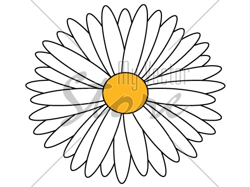 vector daisy isolated