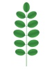 vector Acacia twig