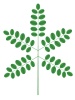 vector Acacia twig