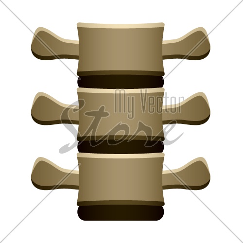 vector human spine vertebrae front view