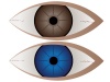 vector Brown and blue eye